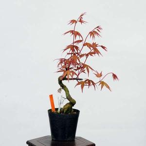 盆栽素材苗：曙(あけぼの)紅葉　現品　*もみじ　モミジ　Acer momiji bonsai  小品盆栽｜y-bonsai