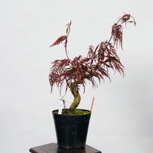 盆栽素材苗：紅枝垂れ紅葉　現品　*しだれもみじ　モミジ　Acer momiji bonsai  小品盆栽｜y-bonsai