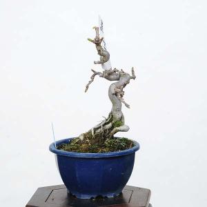 小品盆栽：かまつか　現品*カマツカ　Kamatsuka｜y-bonsai