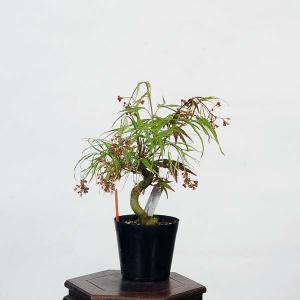 盆栽素材苗：七五三紅葉　現品　*もみじ　モミジ　Acer momiji bonsai  小品盆栽｜y-bonsai