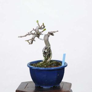 小品盆栽：かまつか　現品*カマツカ　Kamatsuka｜y-bonsai