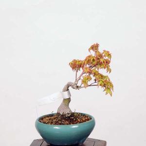 小品盆栽：清姫紅葉　現品*きよひめもみじ　モミジ　Momiji｜y-bonsai