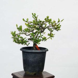 盆栽素材苗：老爺柿(ろうや柿)雄木　現品　*ロウヤ　オス　おす bonsai  小品盆栽｜y-bonsai