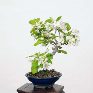 小品盆栽：深山かいどう（姫美好）現品*カイドウ　Kaidou｜y-bonsai