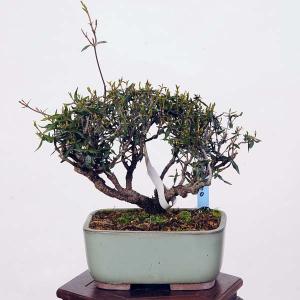 小品盆栽：縮緬かずら　現品* チリメンカズラ Chirimen｜y-bonsai