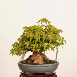 盆栽 特選:楓 現品*一点物 かえで カエデ ...の詳細画像1