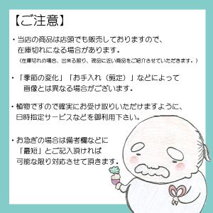 盆栽 特選:楓 現品*一点物 かえで カエデ ...の詳細画像2