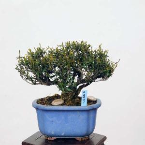 小品盆栽：縮緬かずら　現品* チリメンカズラ Chirimen｜y-bonsai