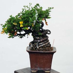 盆栽：金雀花(むれすずめ)　現品*ムレスズメ　Muresuzume bonsai 小品盆栽｜y-bonsai