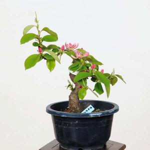 小品盆栽：姫かりん　現品*　カリン　Karin｜y-bonsai
