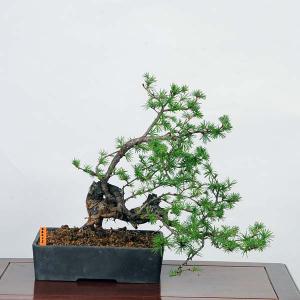 盆栽：唐松(からまつ)* 落葉松　現品 カラマツ Karamatsu bonsai 中品盆栽｜y-bonsai