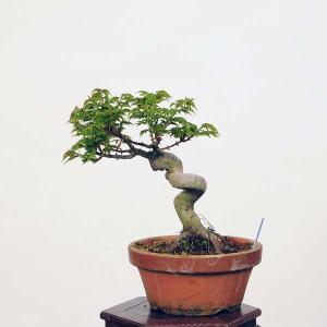 小品盆栽：獅子頭紅葉　現品*ししがしらもみじ　モミジ　Shishigashira　Momiji｜y-bonsai