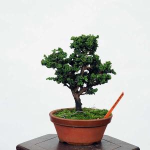 盆栽：石化桧(ひのき)　現品　*ヒノキ　Chamaecyparis　Hinoki bonsai ミニ盆栽｜y-bonsai