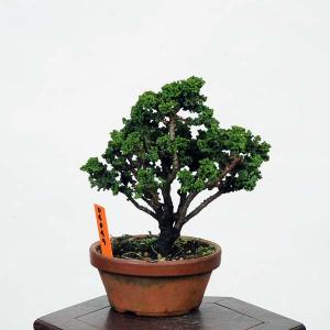 盆栽:石化桧(ひのき) 現品 *ヒノキ Cham...の商品画像