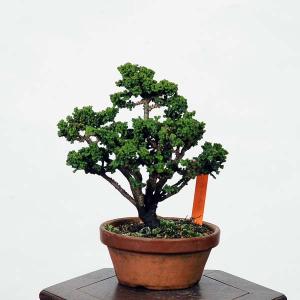 盆栽:石化桧(ひのき) 現品 *ヒノキ Cha...の詳細画像1