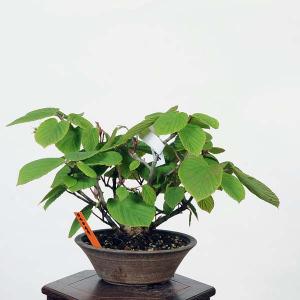 盆栽：土佐水木（トサミズキ）　現品*とさみずき　Corylopsis spicata　Tosamizuki bonsai  小品盆栽｜y-bonsai