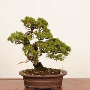 盆栽 特選：真柏 現品* 一点物 しんぱく　シンパク　Shinpaku bonsai 中品盆栽