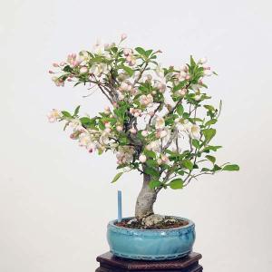 小品盆栽：深山かいどう　現品*カイドウ　Kaidou｜y-bonsai