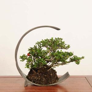 盆栽 特選:長寿梅(チョウジュバイ)*現品 一...の詳細画像1