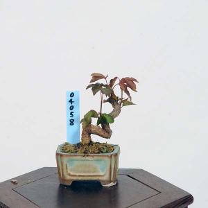 ミニ盆栽：楓　現品*かえで　カエデ　Kaede｜y-bonsai