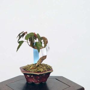 ミニ盆栽：楓　現品*かえで　カエデ　Kaede｜y-bonsai