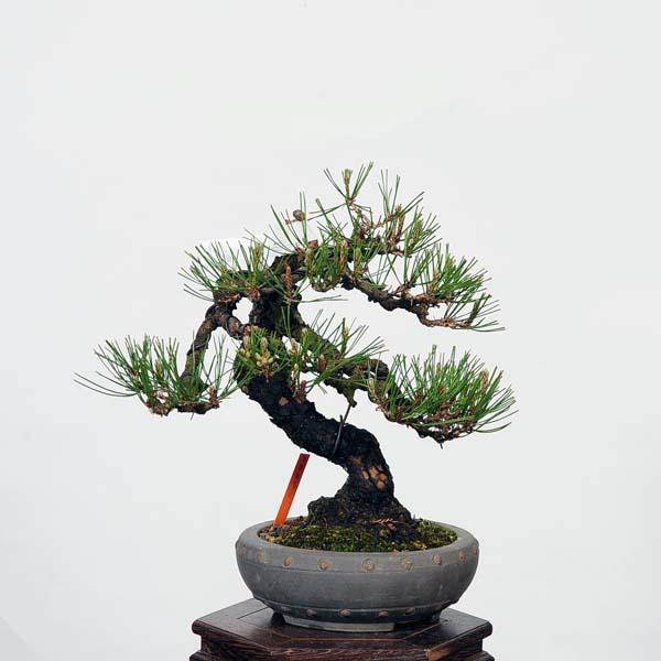 盆栽：赤松（アカマツ）*現品あかまつ Akamatsu bonsai 小品盆栽