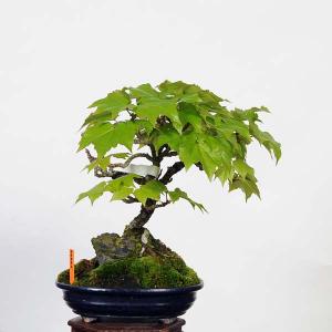 盆栽：蔦（ツタ）　現品*(鉢カケ有)つた　Parthenocissus tricuspidata　Tsuta bonsai 中品盆栽｜y-bonsai