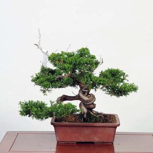 盆栽：糸魚川真柏 現品* しんぱく　シンパク Sabina chinesis　Shinpaku bonsai 中品盆栽｜y-bonsai