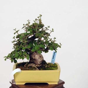 小品盆栽：特選がまずみ　現品*莢&#33982;　ガマズミ　gamazumi｜y-bonsai