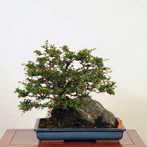 盆栽 特選：長寿梅石付(チョウジュバイ)　現品*ちょうじゅばい　Cyoujyubai bonsai 中品盆栽　｜y-bonsai