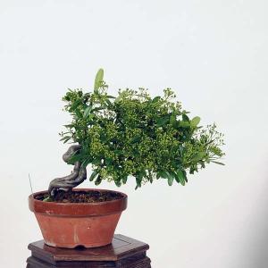 小品盆栽：ピラカンサ 現品*Pirakansa ぴらかんさ　｜y-bonsai