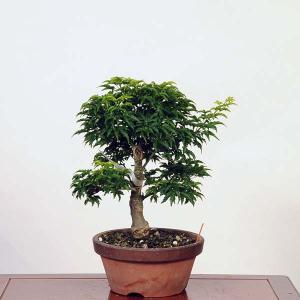 盆栽：獅子頭(シシガシラ)紅葉　現品　*もみじ　モミジ　Acer momiji bonsai  中品盆栽｜y-bonsai