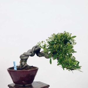 小品盆栽：ピラカンサ 現品*Pirakansa ぴらかんさ　｜y-bonsai