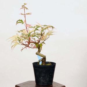 小品盆栽：紅葉胡蝶の舞　現品*もみじ　モミジ　Momiji｜y-bonsai