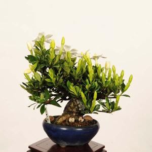 盆栽：特選実成くちなし現品*一点物 梔子 クチナシ Minarikuchinashi bonsai小品盆栽