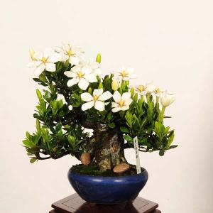 盆栽：特選実成くちなし現品*一点物 梔子 クチナシ Minarikuchinashi bonsai小品盆栽