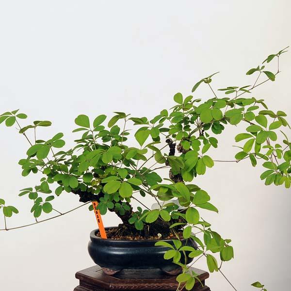 盆栽：木通(あけび)　現品*アケビ Akebi bonsai Akebia quinata　小品盆栽