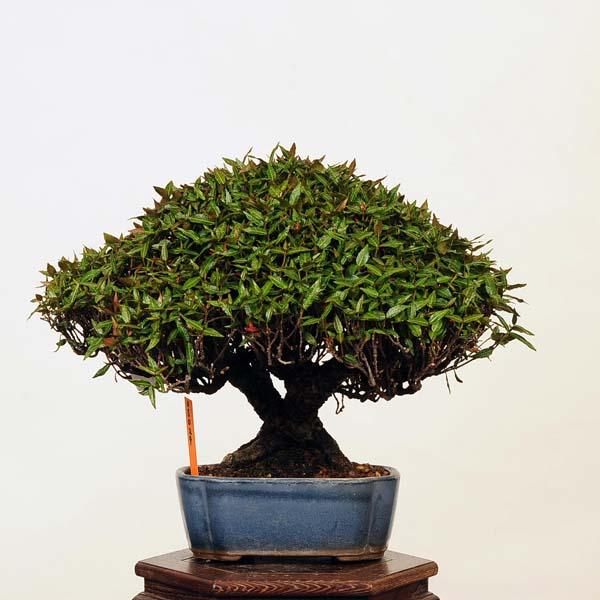 盆栽 特選：縮緬葛（チリメンカズラ）　現品* ちりめんかずら　 Kazura bonsai 小品盆栽