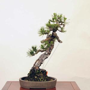 盆栽 ：三河黒松*　現品 くろまつ　クロマツ　Kuromatsu bonsai 中品盆栽｜y-bonsai