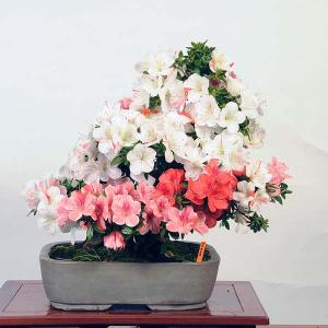 盆栽 特選:皐月(旭の泉)現品*さつき サツキ ...の商品画像