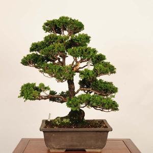 盆栽 特選：津山桧（ひのき）　現品*　ヒノキ　hinoki bonsai 大品盆栽 大型ヤマト便配送