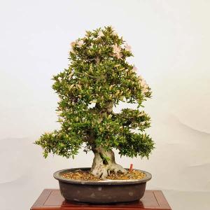 盆栽 特選：皐月(晃山)*現品　サツキ さつき Satsuki bonsai 大品盆栽 大型ヤマト便配送｜y-bonsai