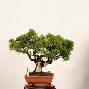 盆栽：特選糸魚川真柏 *現品 一点物 しんぱく　シンパク Sabina chinesis　Shinpaku bonsai 小品盆栽