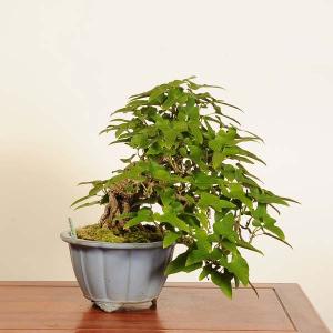 特選 盆栽：馬の鈴草(ウマノスズクサ)*現品 一点物　Aristolochia debilis bonsai 中品盆栽　
