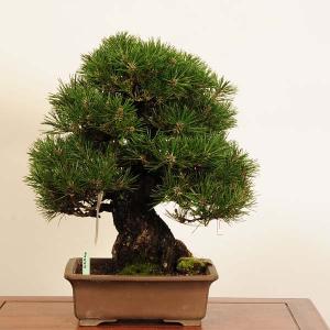 特選 盆栽：三河黒松* 現品 一点物 くろまつ　クロマツ　Kuromatsu bonsai 中品盆栽