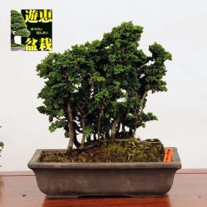 中品盆栽：石化桧　根連り（現品）*（特典付き）せっかひのきセッカヒノキ｜y-bonsai