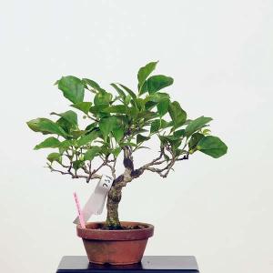 小品盆栽：つる梅もどき　現品*ツルウメ　Tsuruumemodoki｜y-bonsai