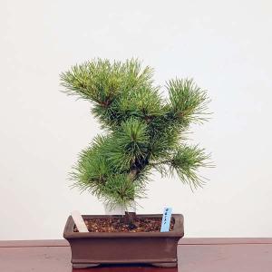 盆栽：斑入五葉松 現品 *(花火)斑入り五葉松 ふいりごようまつフイリゴヨウマツ Goyoumatsu bonsai｜y-bonsai