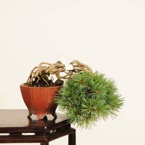 盆栽 特選：実生五葉松* 一点物　現品 ごようまつ　ゴヨウマツ　Goyoumatsu bonsai ミニ盆栽