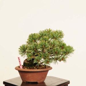 盆栽 特選：五葉松* (※鉢カケ有)一点物　現品 ごようまつ　ゴヨウマツ　Goyoumatsu bonsai ミニ盆栽